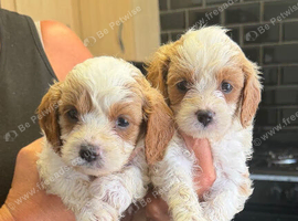Beautiful litter Cavapoo