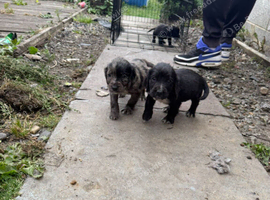 Cocker spaniel pups