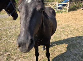 2 yr old Bay Dartmoor hill filly  pony