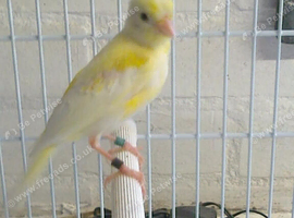 2026 irish fancy canary