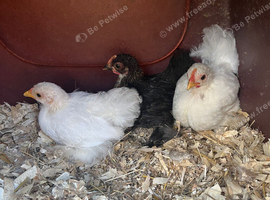 Pekin bantam hens or chicks