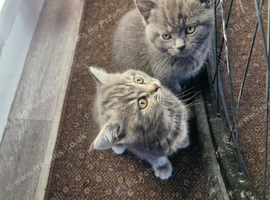 British short haired cross kittens for sale