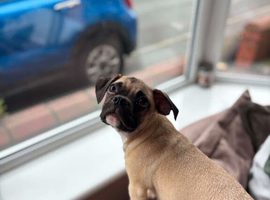 Boy jug puppy