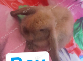 Mini lop