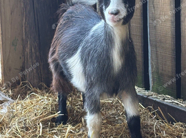 Pair of Pygmy Nannie&rsquo;s