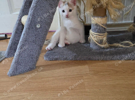 9 week old kitten