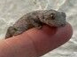 Eastern Spiny Tailed Gecko at Birmingham Reptiles
