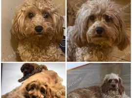 DNA clear female cavapoo