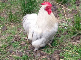 Lavender pekin bantam