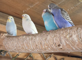 Baby Budgies ready now.