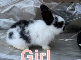 Baby mini lion lops for sale