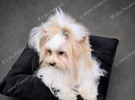 Beautiful Golddust Girl Yorkshire terrier with Pedigree
