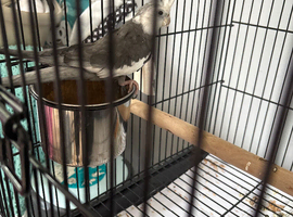 Black and white cockatiel forsale