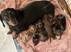 Miniture dashund pups