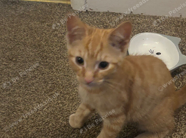 1 adorable kitten looking for his forever home