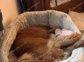 Cooper 3 year old cocker spaniel