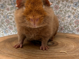 12 week old boar