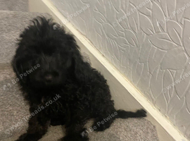 4 beautiful pups looking for forever home
