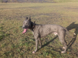 Very reluctant rehoming