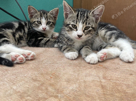 Kittens for sale