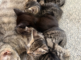 Kittens ready for homes
