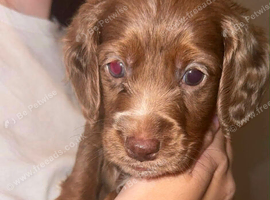 Cockapoo f2 puppies for sale