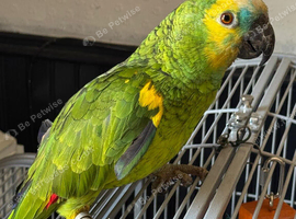 Blue Fronted Amazon with cage