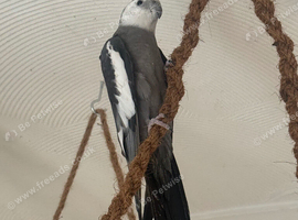 Male cockatiel for rehome