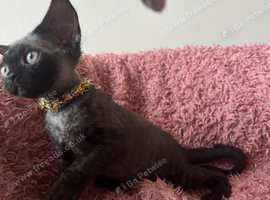 Pedigree kittens available
