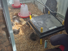 Day old chicks mixed hybrids
