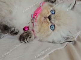 Stunning Pedigree Persian Kittens