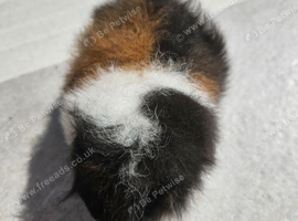 Baby swiss guinea pigs