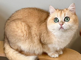 Nakita, Golden Copper, British Shorthair