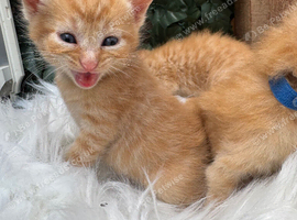 BEAUTIFUL GINGER AND GREY TABBY KITTENS TO RESERVE