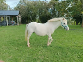 Stunning welsh x mare