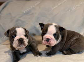 Premium English Bulldogs