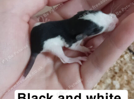 Baby dumbo rats