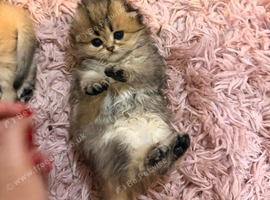 Teddy Bear Scottish / Persian cross Fold Kittens for Sale