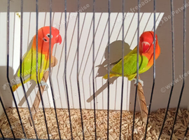 DIlute Opaline Fischers Lovebirds