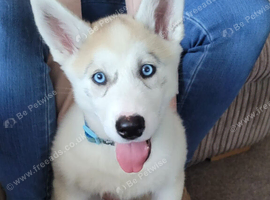 1 Female siberian husky puppy left