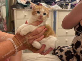 Ragdoll x &pound;100