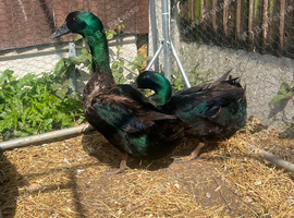 Beautiful Cayuga males for sale