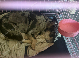 Female merle frenchie