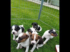 JACK RUSSELL TERRIER PUPS FOR SALE