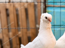 german owl cock