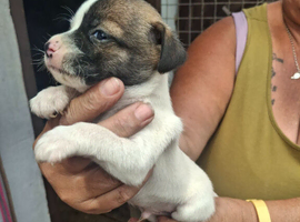 2 girls 2 boys short hair short legged Jack Russells