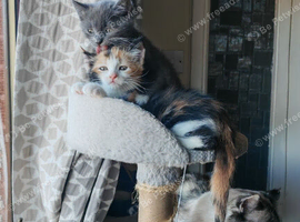 Kittens