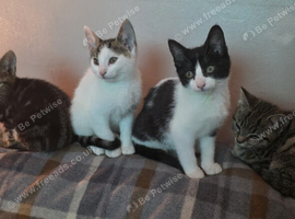 Kittens for forever home
