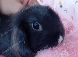 Female minilop rabbit