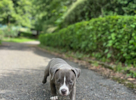 Pocket bully